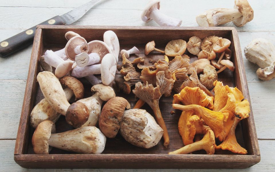 Information – Contrôle des champignons